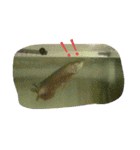 Arowana,stingray,turtles（個別スタンプ：15）