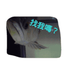 Arowana,stingray,turtles（個別スタンプ：18）