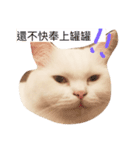 songmeowlife（個別スタンプ：1）