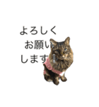 猫のみーにゃ！（個別スタンプ：1）