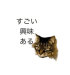 猫のみーにゃ！（個別スタンプ：3）