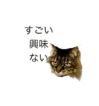 猫のみーにゃ！（個別スタンプ：4）