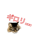 猫のみーにゃ！（個別スタンプ：5）