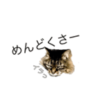 猫のみーにゃ！（個別スタンプ：7）