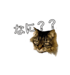 猫のみーにゃ！（個別スタンプ：11）