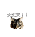 猫のみーにゃ！（個別スタンプ：15）