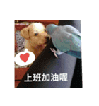 Parrot and dog（個別スタンプ：13）