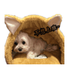 Fankit's Dog（個別スタンプ：1）