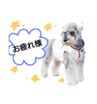 miniature schnauzer..（個別スタンプ：1）