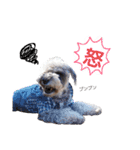 miniature schnauzer..（個別スタンプ：3）