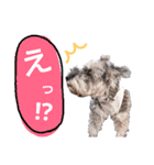 miniature schnauzer..（個別スタンプ：7）