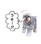 miniature schnauzer..（個別スタンプ：8）