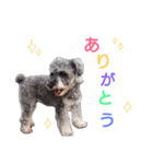 miniature schnauzer..（個別スタンプ：9）