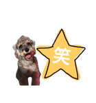 miniature schnauzer..（個別スタンプ：12）