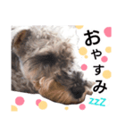 miniature schnauzer..（個別スタンプ：13）