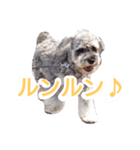 miniature schnauzer..（個別スタンプ：14）