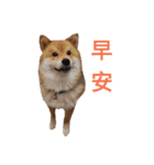 Shiba Inu Di Di 2（個別スタンプ：1）