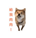 Shiba Inu Di Di 2（個別スタンプ：3）