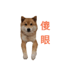 Shiba Inu Di Di 2（個別スタンプ：4）