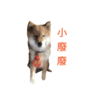 Shiba Inu Di Di 2（個別スタンプ：5）