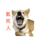 Shiba Inu Di Di 2（個別スタンプ：6）