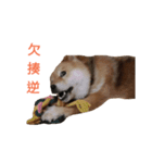 Shiba Inu Di Di 2（個別スタンプ：7）