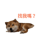 Shiba Inu Di Di 2（個別スタンプ：8）