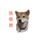 Shiba Inu Di Di 2（個別スタンプ：9）