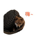 Shiba Inu Di Di 2（個別スタンプ：12）