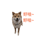 Shiba Inu Di Di 2（個別スタンプ：16）