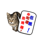 CAT FOR DOG（個別スタンプ：6）