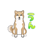 動く！柴犬の巻（個別スタンプ：9）