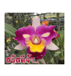 orchid thai5.1（個別スタンプ：5）