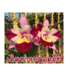orchid thai5.1（個別スタンプ：6）