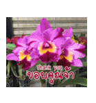 orchid thai5.1（個別スタンプ：7）