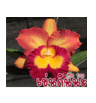 orchid thai5.1（個別スタンプ：8）