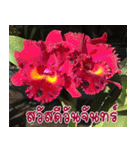 orchid thai5.1（個別スタンプ：9）