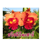 orchid thai5.1（個別スタンプ：14）