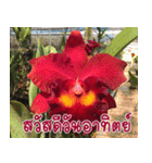orchid thai5.1（個別スタンプ：15）