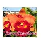 orchid thai5.1（個別スタンプ：17）