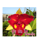 orchid thai5.1（個別スタンプ：19）