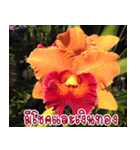 orchid thai5.1（個別スタンプ：23）