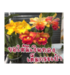 orchid thai5.1（個別スタンプ：26）