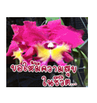 orchid thai5.1（個別スタンプ：27）