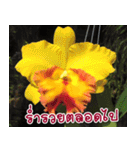 orchid thai5.1（個別スタンプ：29）