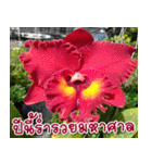 orchid thai5.1（個別スタンプ：30）