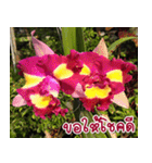 orchid thai5.1（個別スタンプ：31）