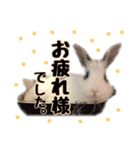 The rabbit lubricated....（個別スタンプ：1）