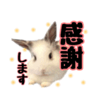 The rabbit lubricated....（個別スタンプ：7）