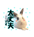 The rabbit lubricated....（個別スタンプ：12）